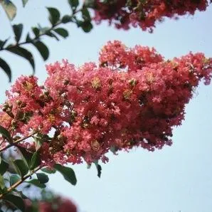 thumbnail for publication: Lagerstroemia x 'Comanche' Comanche Crape Myrtle